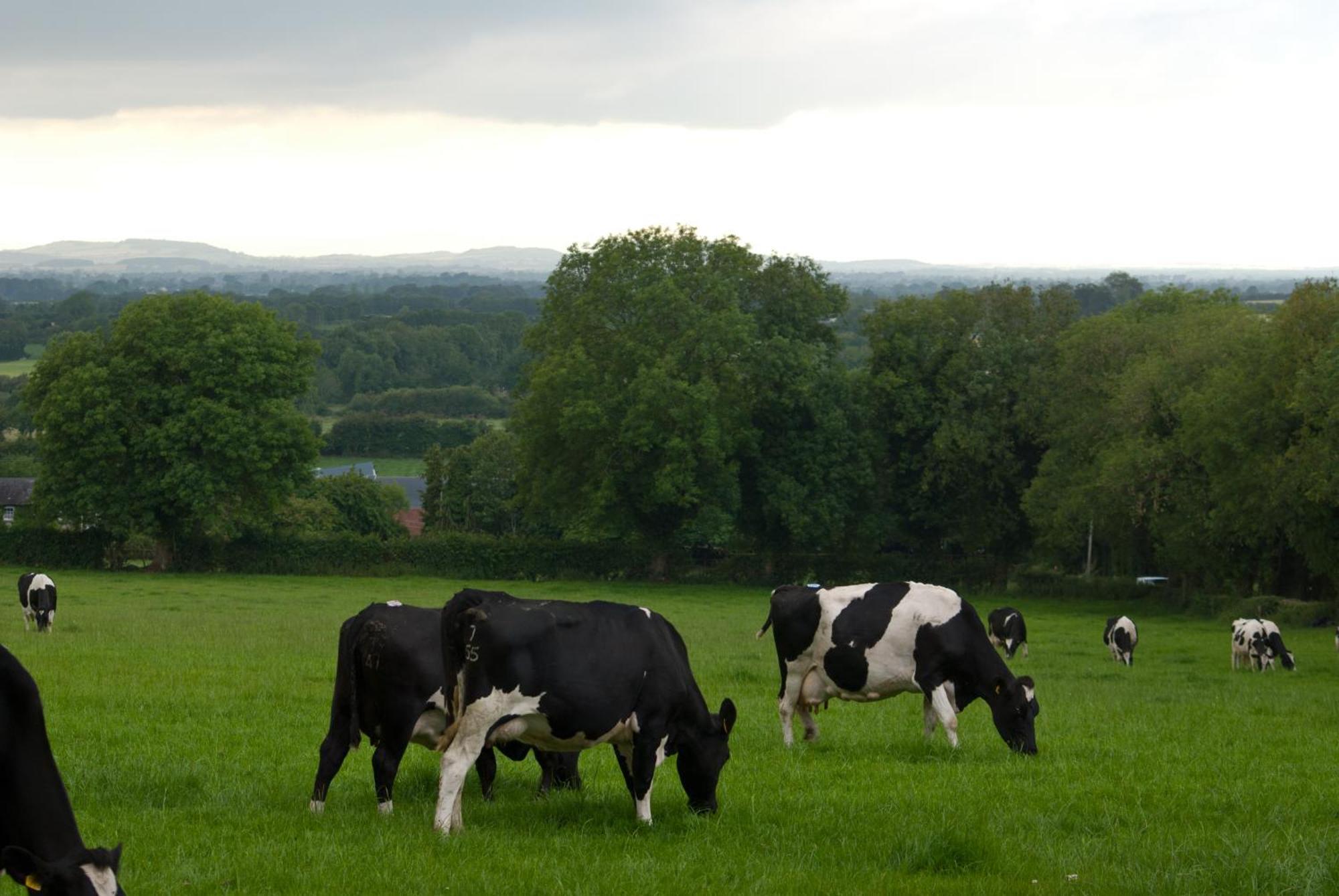 Ballindrum Farm B&B Athy Extérieur photo