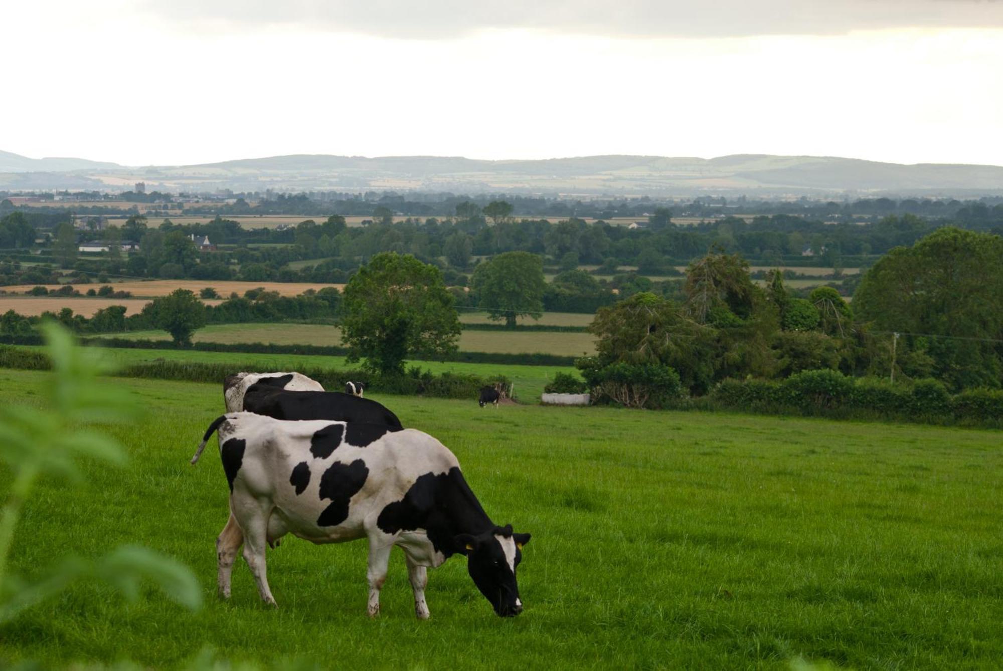 Ballindrum Farm B&B Athy Extérieur photo